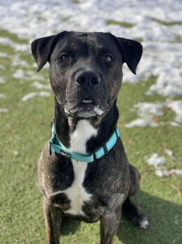 Rescue Retriever and Mixed Breed Dogs for Adoption in Twinsburg, Ohio - Apollo | PetCurious