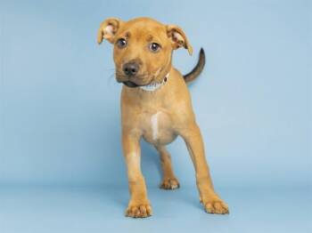 Pit Bull Terrier Dogs Available for Adoption in Phoenix, Arizona - RUBY | PetCurious