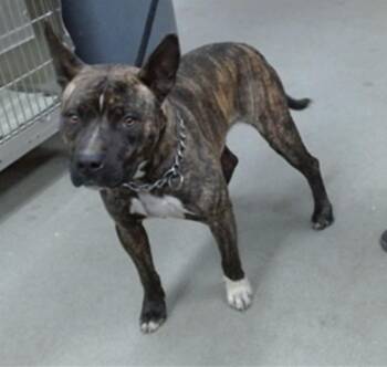 Leon -  American Staffordshire Terrier Dog for Adoption in Salinas, California - Leon | PetCurious