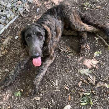 Pea -  Poodle Dog for Adoption in Clanton, Alabama - Pea | PetCurious