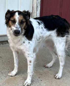 Rescue Australian Shepherd and Mixed Breed Dogs for Adoption in Torrington, Connecticut - Heidi | PetCurious