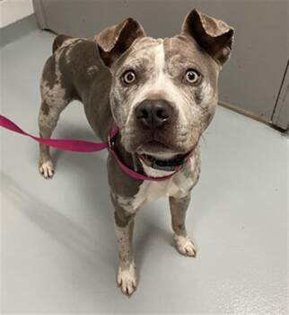 Catahoula Leopard Dog and Pit Bull Terrier Dogs Available for Adoption in St. Cloud, Florida - TUKKA | PetCurious
