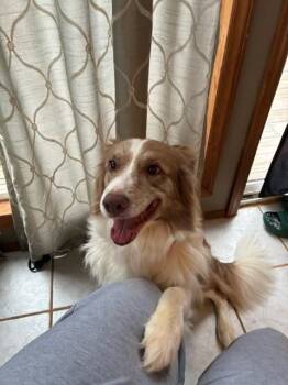 Australian Shepherd Dogs Available for Adoption in Vale, North Carolina - Indie | PetCurious