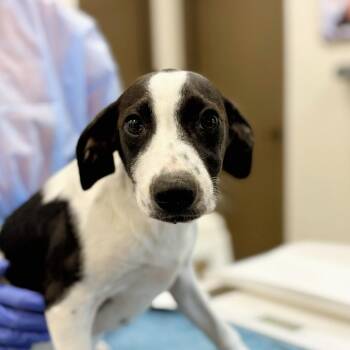 Sneaker -  Mixed Breed Dog for Adoption in Nashville, Indiana - Sneaker | PetCurious