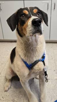 JOLENE -  Hound and Beagle Dog for Adoption in Sandusky, Ohio - JOLENE | PetCurious