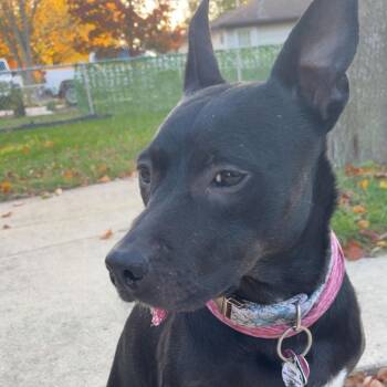 Luna - Home to Home -  Shepherd Dog for Adoption in South Elgin, Illinois - Luna - Home To Home | PetCurious
