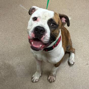 Bestie -  English Bulldog and American Bulldog Dog for Adoption in Hinesville, Georgia - Bestie | PetCurious