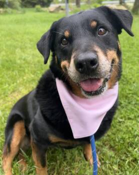 Mirage Bailey -  Rottweiler Dog for Adoption in Rockaway, New Jersey - Mirage Bailey | PetCurious