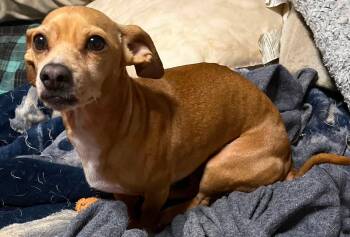 Honey -  Chiweenie Dog for Adoption in Winchester, Connecticut - Honey | PetCurious