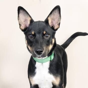 Gunter -  Mixed Breed Dog for Adoption in Franklin, Tennessee - Gunter | PetCurious