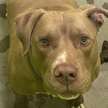 Pit Bull Terrier Dogs Available for Adoption in Spokane, Washington - Handsome Jack | PetCurious