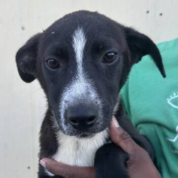 Buddy - Local July 10-12 -  Labrador Retriever Dog for Adoption in Brookshire, Texas - Buddy - Local July 10-12 | PetCurious
