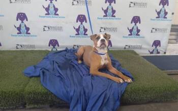 Pit Bull Terrier Dogs Available for Adoption in Orlando, Florida - A597235 | PetCurious