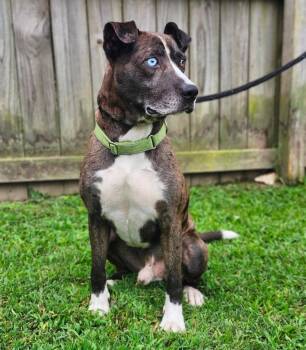 Luke -  Catahoula Leopard Dog Dog for Adoption in Sheboygan, Wisconsin - Luke | PetCurious