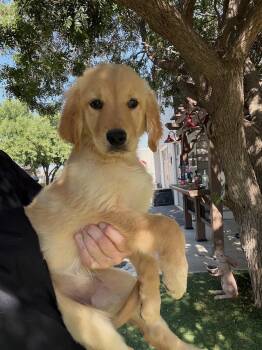 Jewel -  Golden Retriever Dog for Adoption in Temecula, California - Jewel | PetCurious