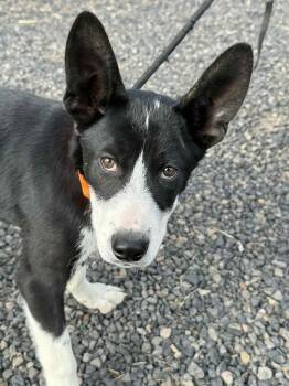 Rescue Border Collie Dogs for Adoption in Bend, Oregon - Hampton | PetCurious