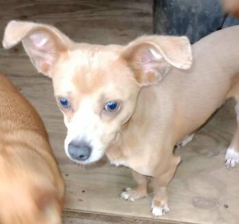 Rescue Rat Terrier and Chihuahua Dogs for Adoption in New York, New York - PIPO "Adopt & Adore." | PetCurious