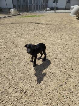 Mixed Breed Dogs Available for Adoption in Maquoketa, Iowa - Brandy | PetCurious