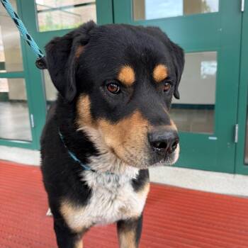 Rottweiler and Mixed Breed Dogs Available for Adoption in Reno, Nevada - Willie | PetCurious