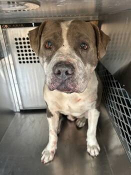 Rescue Pit Bull Terrier and Mixed Breed Dogs for Adoption in Fort Worth, Texas - 59808340 | PetCurious