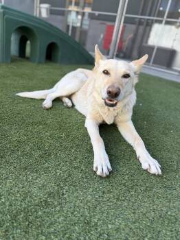 Mixed Breed Dogs Available for Adoption in Truckee, California - Miss Honey | PetCurious
