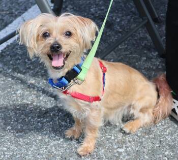 Gucci -  Yorkshire Terrier Dog for Adoption in Harrison, New York - Gucci | PetCurious
