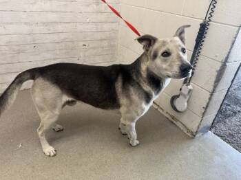 Rescue German Shepherd Dog Dogs for Adoption in San Bernardino, California - JAX | PetCurious