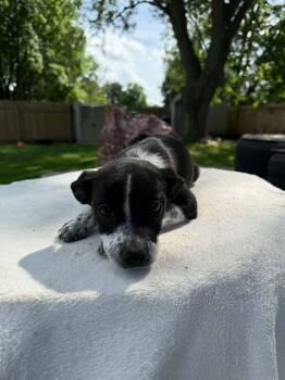 Tessa -  Boston Terrier Dog for Adoption in North Freedom, Wisconsin - Tessa | PetCurious