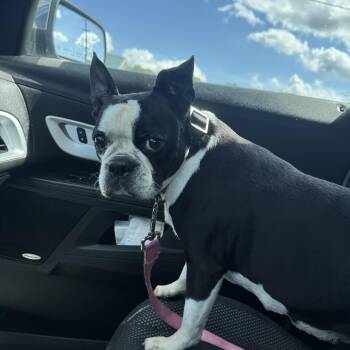 Savanna -  Boston Terrier Dog for Adoption in Russiaville, Indiana - Savanna | PetCurious