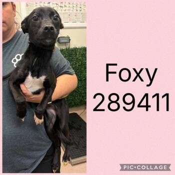 FOXY -  Mixed Breed Dog for Adoption in Macon, Georgia - FOXY | PetCurious