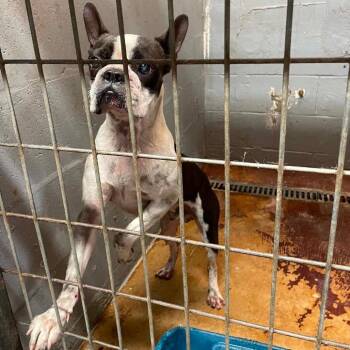 Ben Franklin C530 -  Boston Terrier Dog for Adoption in Allen, Texas - Ben Franklin C530 | PetCurious