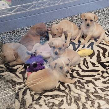 Saturn -  Chihuahua and Mixed Breed Dog for Adoption in Madisonville, Tennessee - Saturn | PetCurious