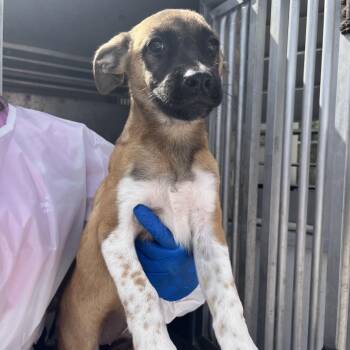 Bev -  Shepherd and Mixed Breed Dog for Adoption in Edinburg, Texas - Bev | PetCurious