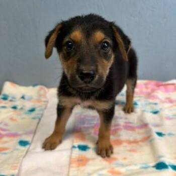 Mickey -  Mixed Breed Dog for Adoption in Walker, Michigan - Mickey | PetCurious