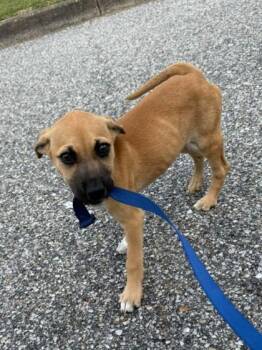Toast -  Black Mouth Cur and Mixed Breed Dog for Adoption in Morristown, New Jersey - Toast | PetCurious