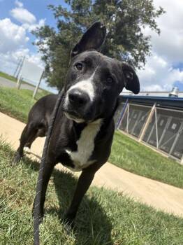VINNIE -  Labrador Retriever and German Shepherd Dog Dog for Adoption in Charlotte, North Carolina - VINNIE | PetCurious