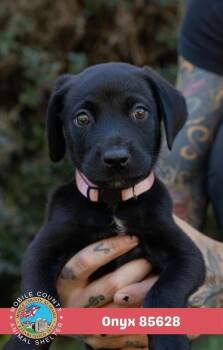 Onyx -  Black Labrador Retriever Dog for Adoption in Mobile, Alabama - Onyx | PetCurious