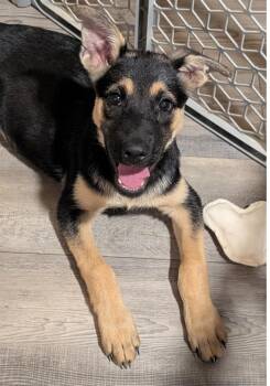 Rescue German Shepherd Dog Dogs for Adoption in Austin, Texas - Bella | PetCurious