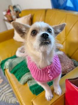 Chihuahua and Cairn Terrier Dogs Available for Adoption - Miss Fancy Girl | PetCurious