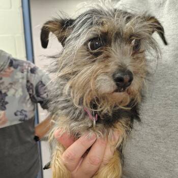 Terrier and Mixed Breed Dogs Available for Adoption - Chloe | PetCurious