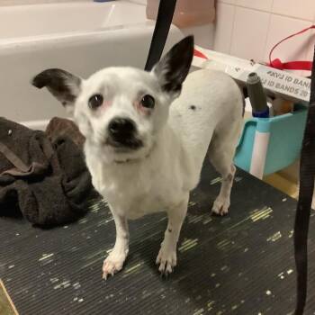 IVHS-A-143590 -  Chihuahua Dog for Adoption in San Gabriel, California - IVHS-A-143590 | PetCurious