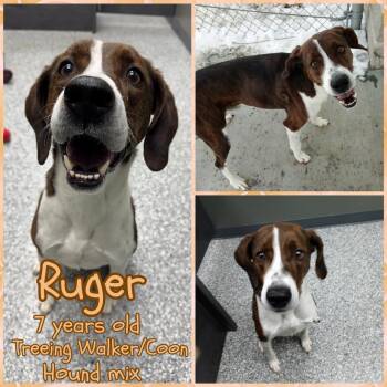 Treeing Walker Coonhound Dogs Available for Adoption - Ruger | PetCurious