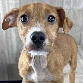 Dachshund and Jack Russell Terrier Dogs Available for Adoption in Columbia, Illinois - Twix (Twitter) | PetCurious