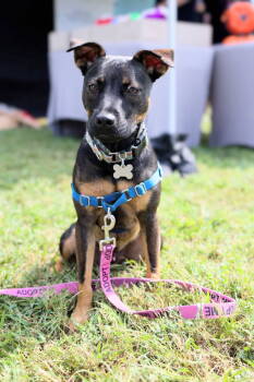 Rescue Miniature Pinscher and Pit Bull Terrier Dogs for Adoption in Holly Springs, North Carolina - Enzo | PetCurious