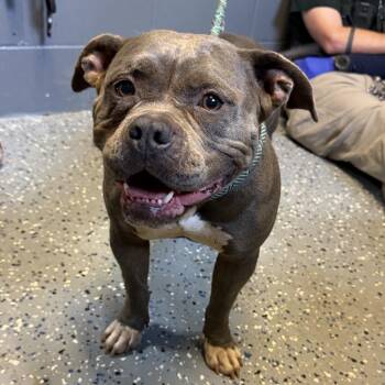 Pit Bull Terrier and Mixed Breed Dogs Available for Adoption in Tuscaloosa, Alabama - TUSC-Stray-84595_2 | PetCurious