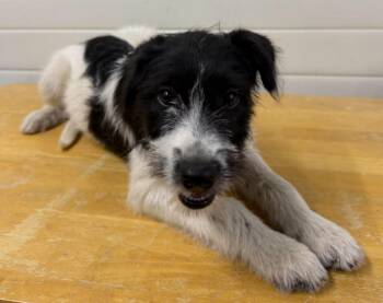 Greta -  Poodle and Collie Dog for Adoption in Lagrange, Indiana - Greta | PetCurious