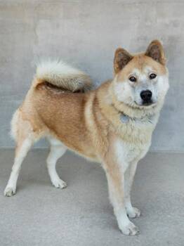 Cappuccino -  Mixed Breed Dog for Adoption in Longmont, Colorado - Cappuccino | PetCurious