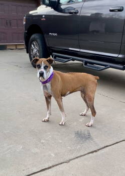 Rescue Boxer Dogs for Adoption in San Diego, California - Duchess | PetCurious