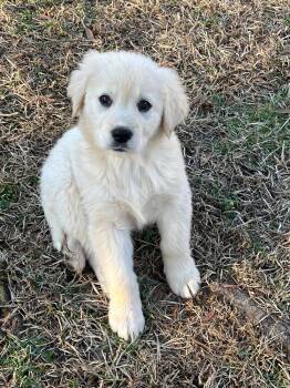Great Pyrenees and English Coonhound Dogs Available for Adoption - Buttermilk | PetCurious