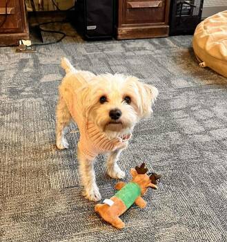 Schnauzer and Poodle Dogs Available for Adoption - Lilly | PetCurious